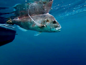 From Tide to Thread: The Birth of Saltwater Assassin Clothing.