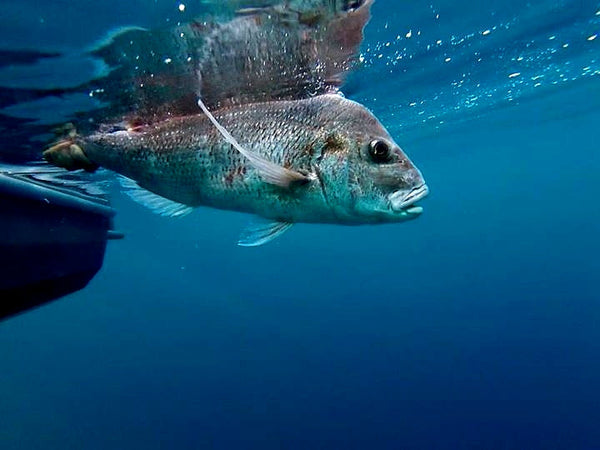 From Tide to Thread: The Birth of Saltwater Assassin Clothing.